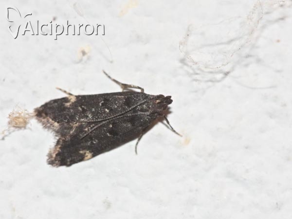Dichomeris alacella