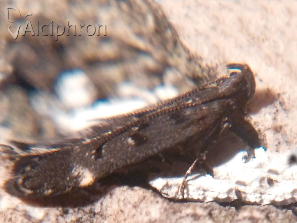 Dichomeris alacella