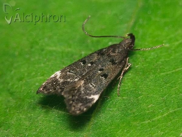 Dichomeris alacella