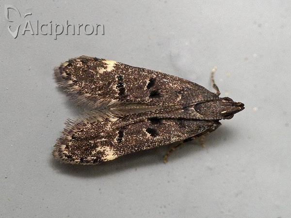 Dichomeris alacella
