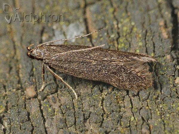 Dichomeris latipennella