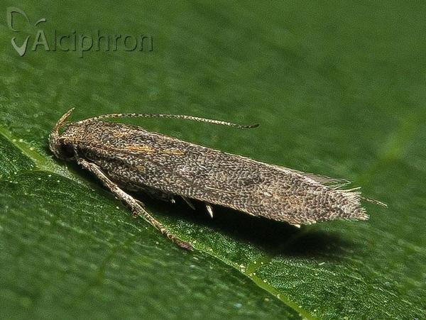Dichomeris latipennella