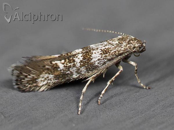 Catatinagma trivittellum