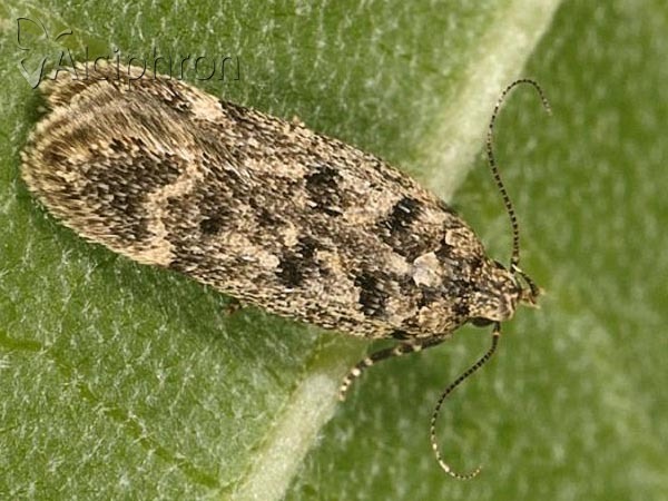 Bryotropha domestica