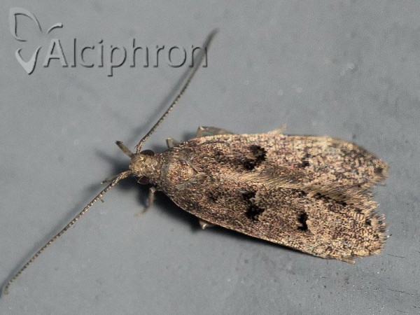 Bryotropha domestica