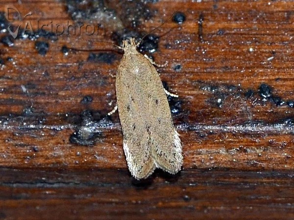 Bryotropha terrella