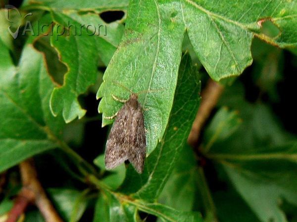 Bryotropha terrella