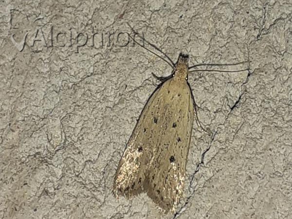 Bryotropha terrella
