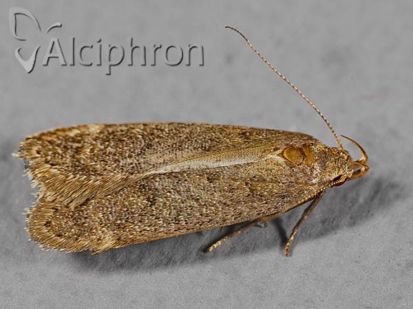 Bryotropha terrella