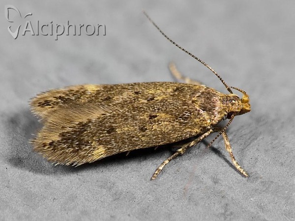 Bryotropha senectella