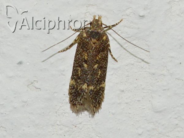 Bryotropha affinis