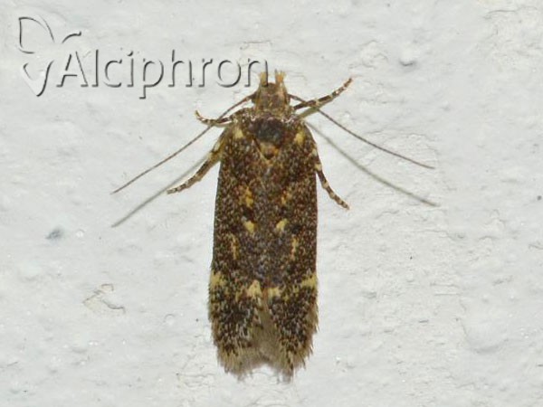 Bryotropha affinis