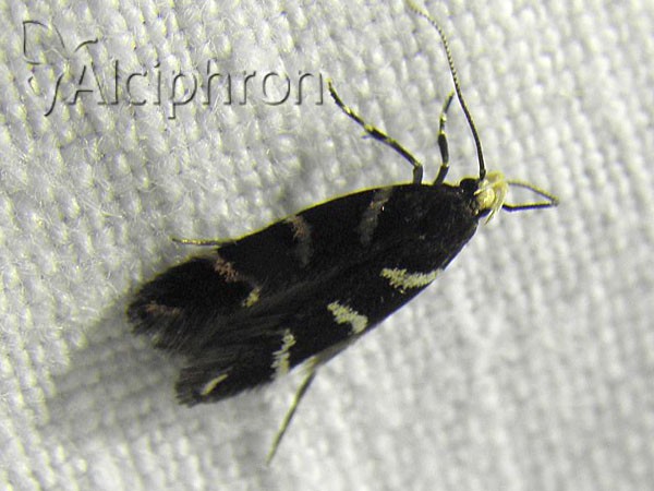 Eulamprotes wilkella