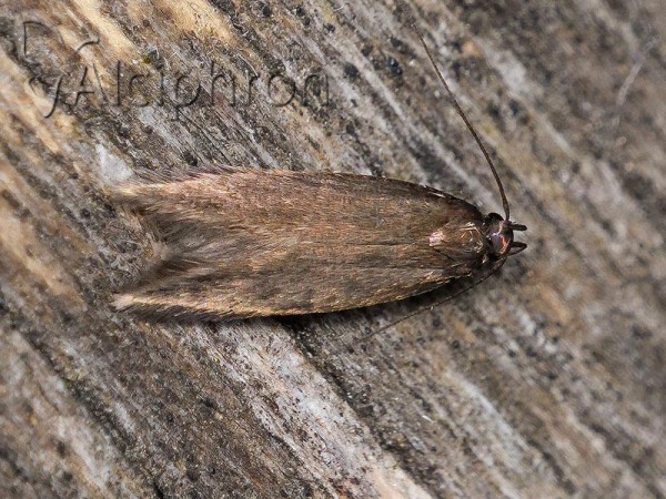 Eulamprotes unicolorella