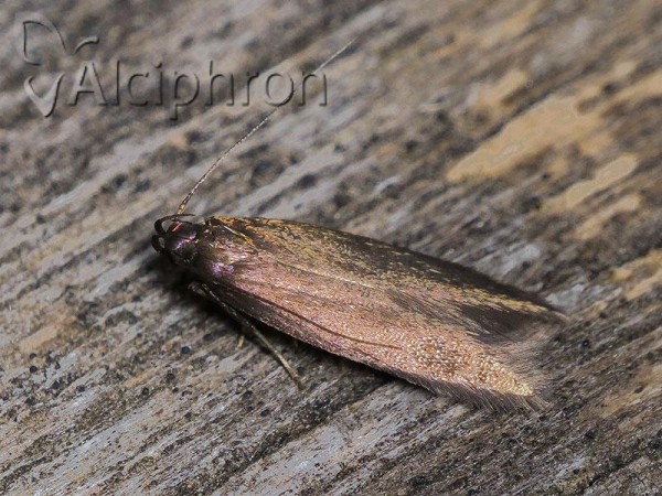 Eulamprotes unicolorella