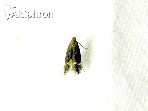 Eulamprotes atrella