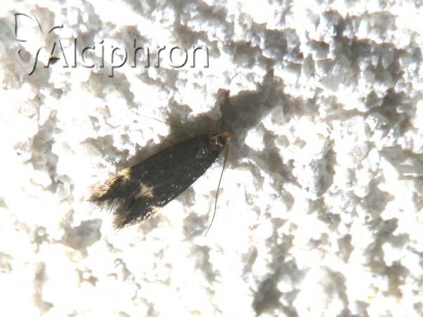 Eulamprotes atrella