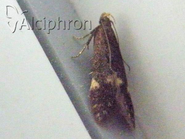 Eulamprotes atrella