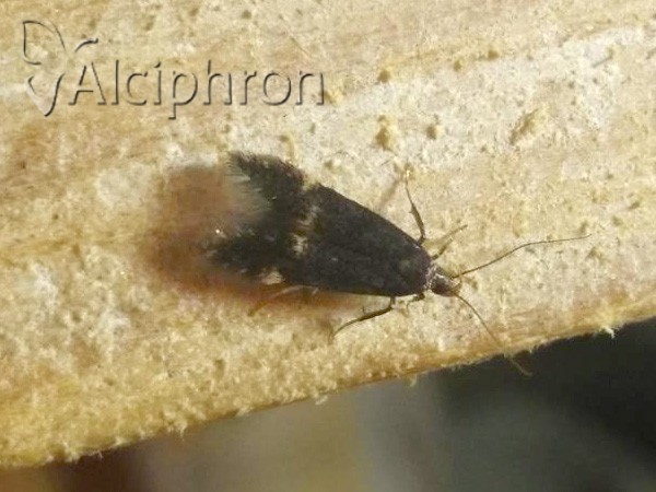 Eulamprotes atrella