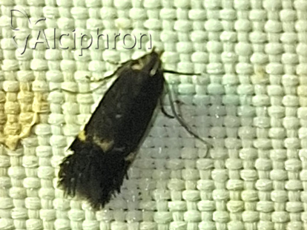 Eulamprotes atrella