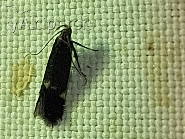 Eulamprotes atrella