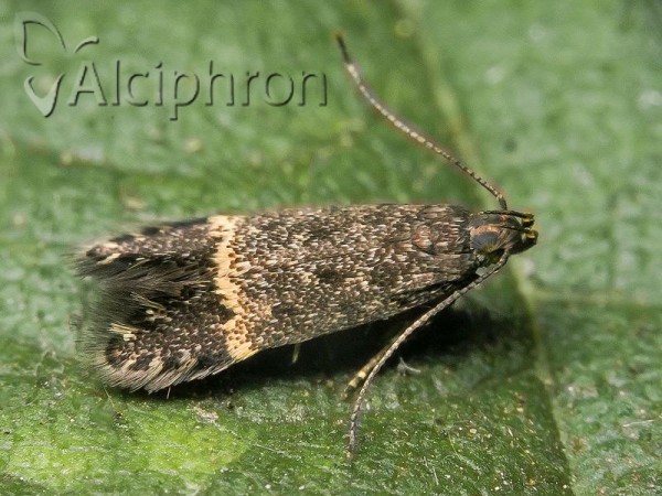 Monochroa sepicolella