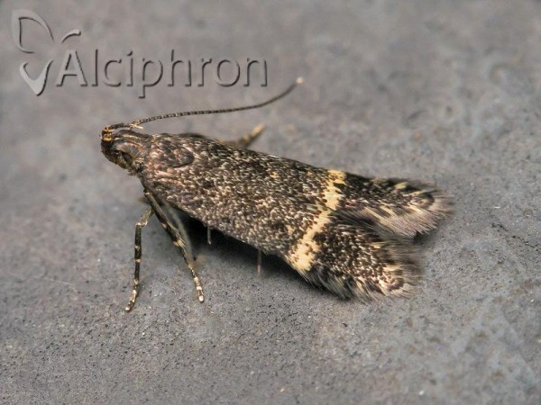 Monochroa sepicolella