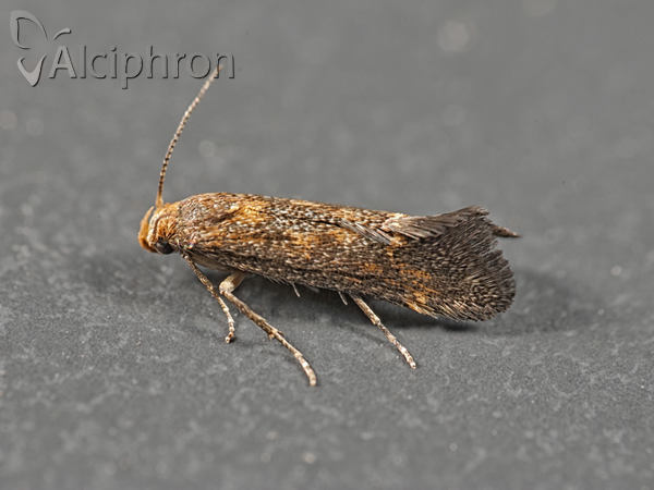 Apodia bifractella