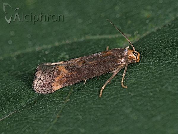 Apodia bifractella