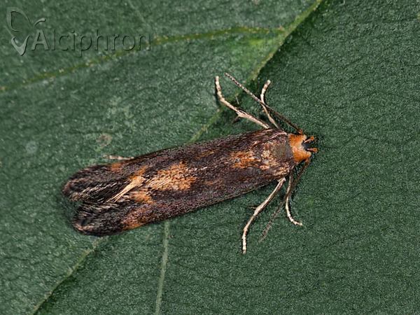 Apodia bifractella