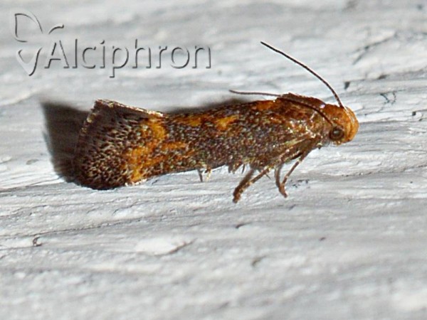 Apodia bifractella