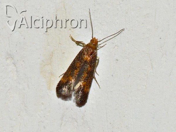 Apodia bifractella