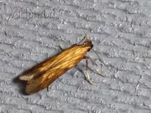 Metzneria neuropterella