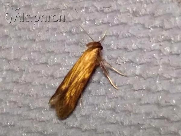 Metzneria neuropterella