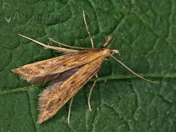 Metzneria lappella