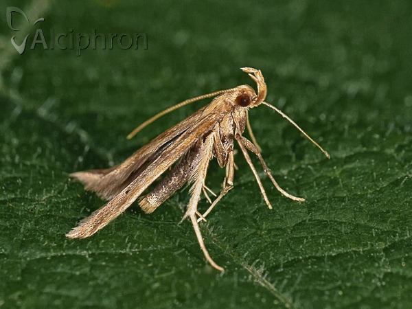 Metzneria lappella