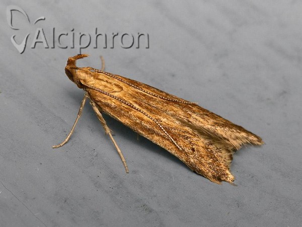 Metzneria lappella