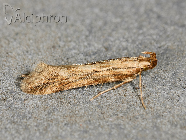 Metzneria lappella