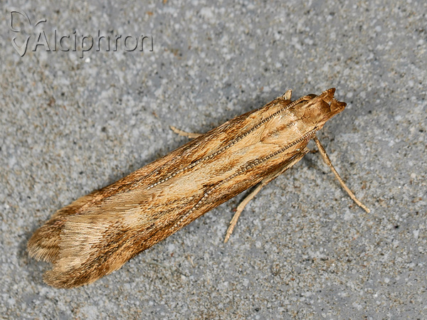 Metzneria lappella