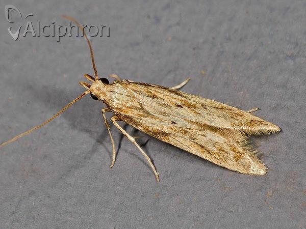 Metzneria lappella