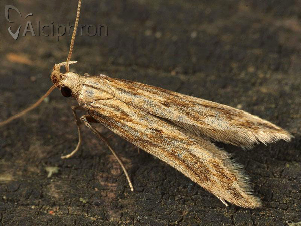 Metzneria lappella