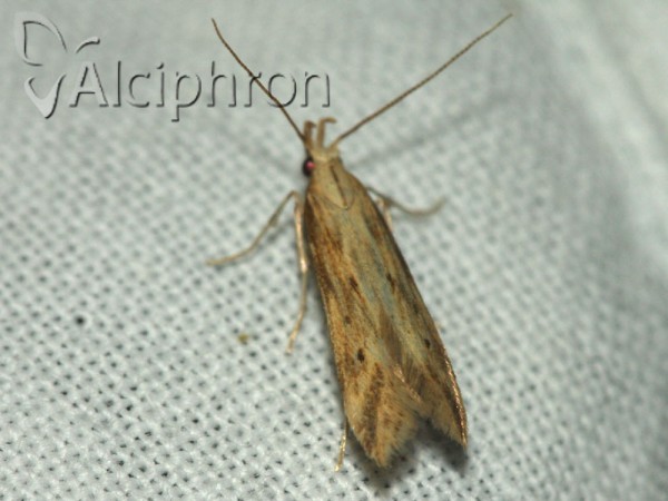 Metzneria lappella