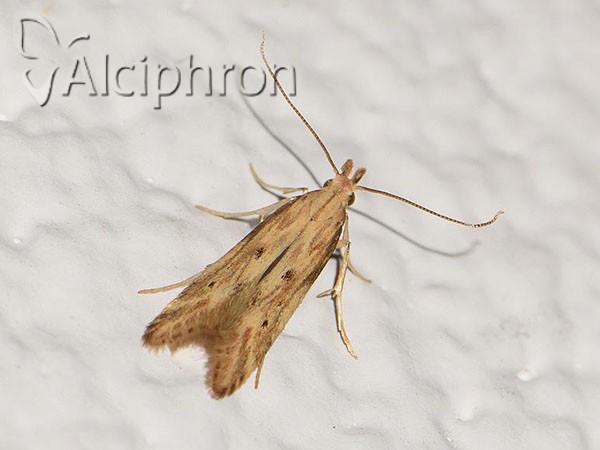 Metzneria lappella