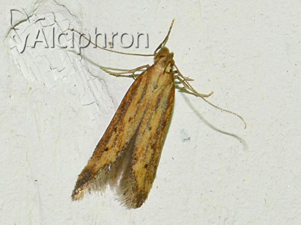 Metzneria metzneriella