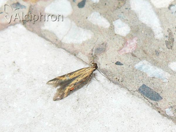 Metzneria metzneriella