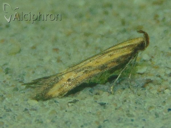 Metzneria metzneriella