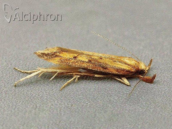 Metzneria metzneriella