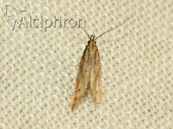 Metzneria metzneriella