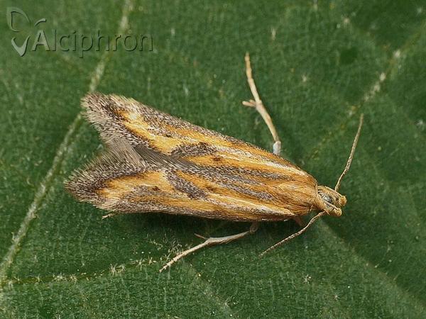 Metzneria artificella