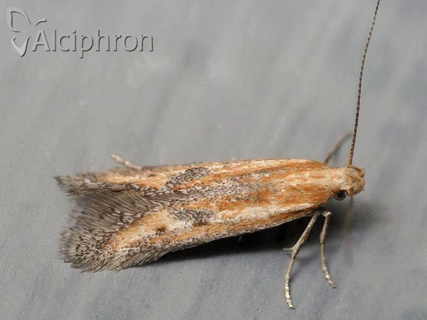 Metzneria artificella